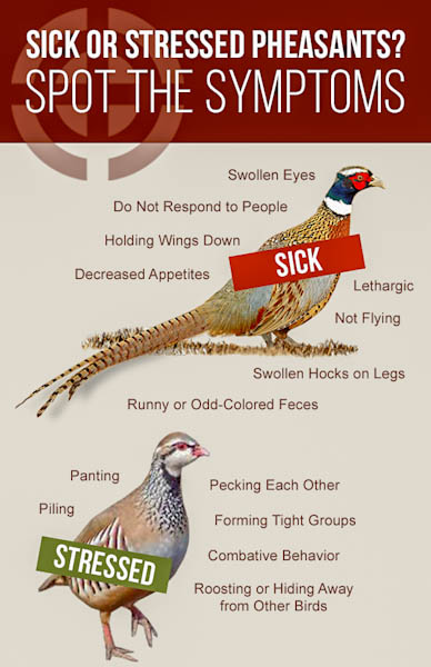signs of sickness or stress in birds infograph